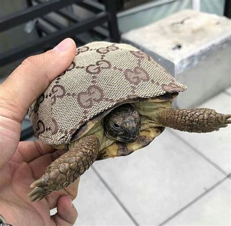 Gucci Turtle : r/turtle .